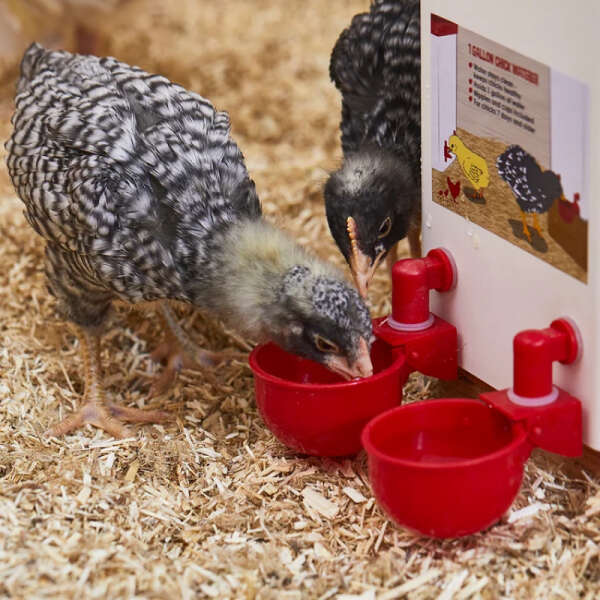 PoulCups - Set for automatic water provision for poultry